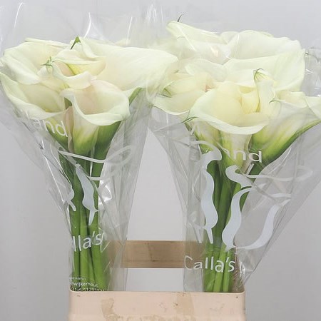 Calla Lily Captain Ventura 65cm | Wholesale Dutch Flowers & Florist ...