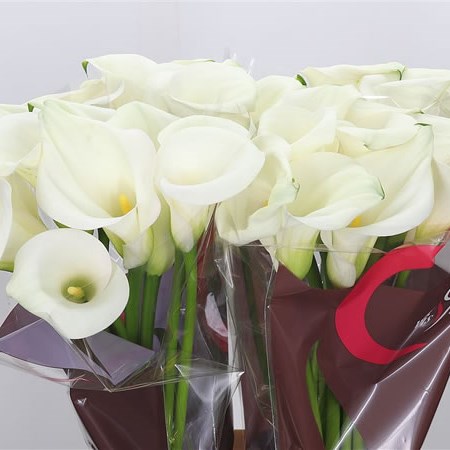 Calla Lily Captain Ventura (Extra) 75cm | Wholesale Dutch Flowers ...