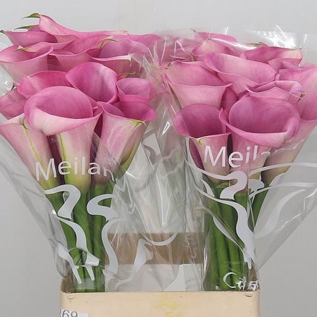 Calla Lily Captain Violetta