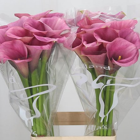 Calla Lily Captain Violetta