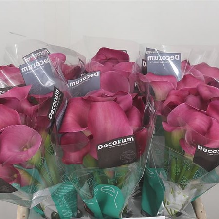 Calla Lily Cherry Kiss 40cm | Wholesale Dutch Flowers & Florist Supplies UK