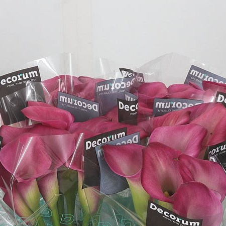 Calla Lily Cherry Kiss