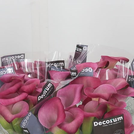 Calla Lily Cherry Kiss 55cm | Wholesale Dutch Flowers & Florist Supplies UK