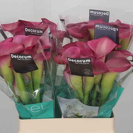 Calla Lily Cherry Kiss 60cm | Wholesale Dutch Flowers & Florist Supplies UK