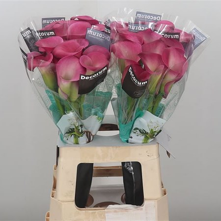 Calla Lily Cherry Kiss 65cm | Wholesale Dutch Flowers & Florist Supplies UK
