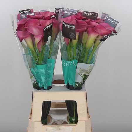 Calla Lily Cherry Kiss