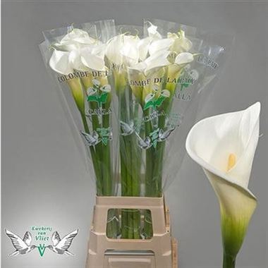 Calla Lily Colombe de la Paix