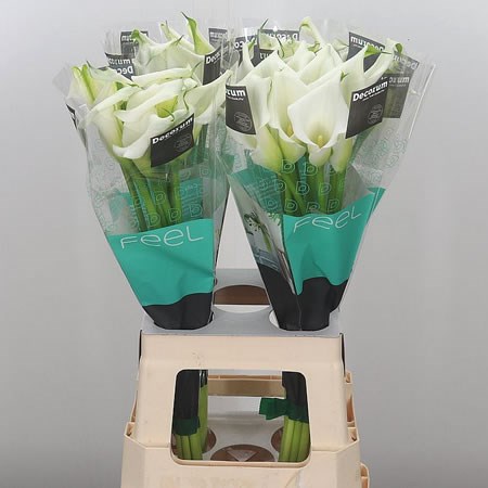 Calla Lily Crystal Blush
