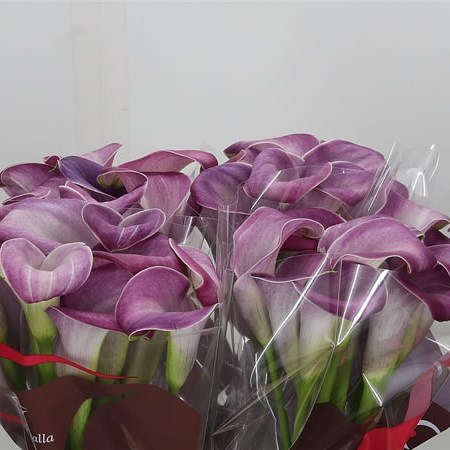 Calla Lily Denver 55cm | Wholesale Dutch Flowers & Florist ...