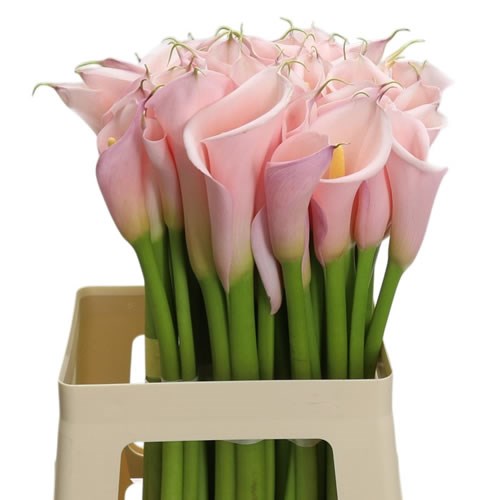 Calla Lily Eydolls Pink