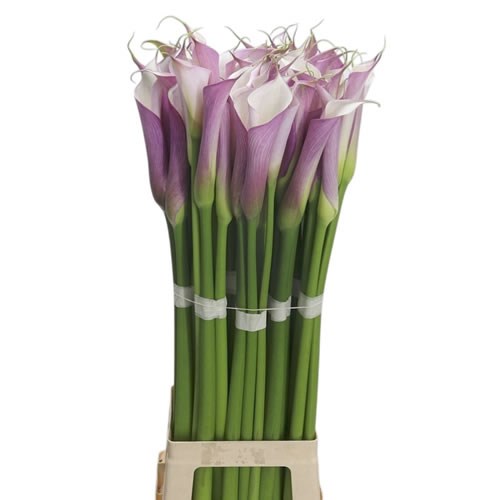 Calla Lily Eydolls Purple/White