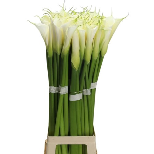 Calla Lily Eydolls White