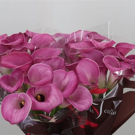 Calla Lily Fantasia