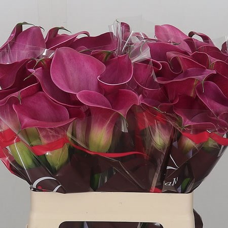 Calla Lily Fantasia