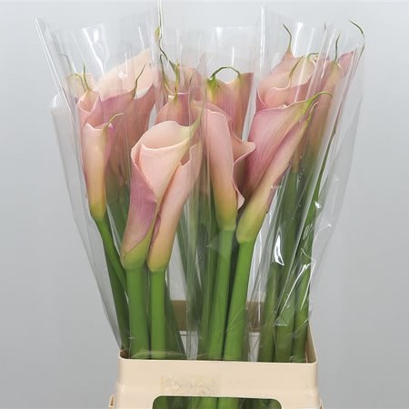 Calla Lily Flamingo