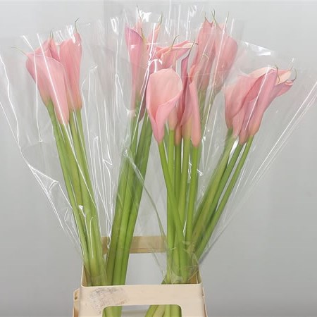 Calla Lily Flamingo