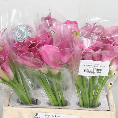 Calla Lily Garnet Glow 40cm | Wholesale Dutch Flowers ...