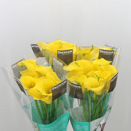 Calla Lily Gold Medal