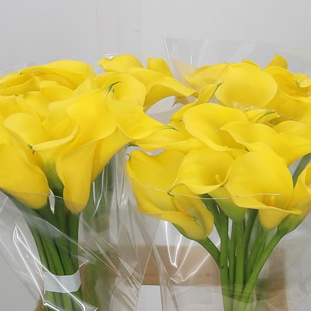 Calla Lily Gold Medal