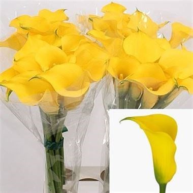 Calla Lily Gold Medal