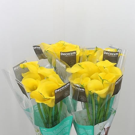 Calla Lily Gold Medal