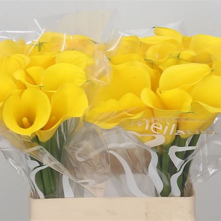 Calla Lily Gold Medal