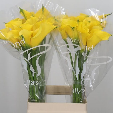 Calla Lily Gold Medal