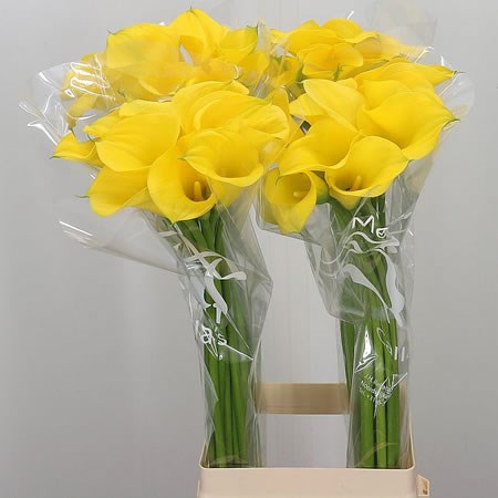 Calla Lily Gold Medal