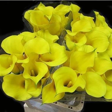 Calla Lily Goldcup