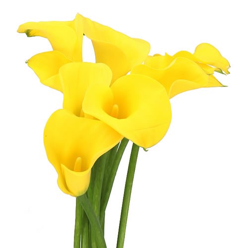 Calla Lily Goldcup