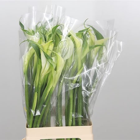 Calla Lily Green Goddes