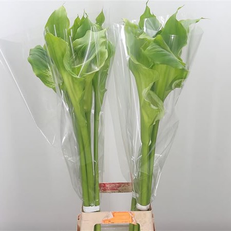 Calla Lily Green Goddess