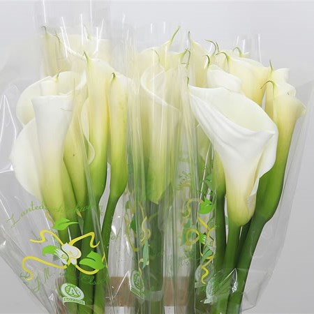 Calla Lily Highwood
