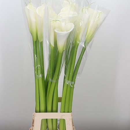 Calla Lily Highwood