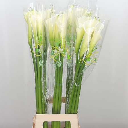 Calla Lily Highwood