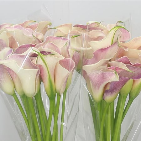 Calla Lily Honeymoon 80cm | Wholesale Dutch Flowers & Florist Supplies UK