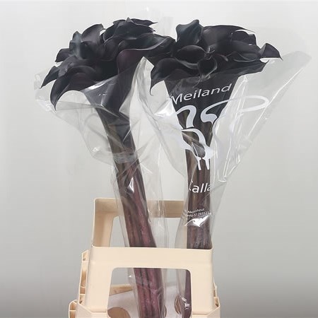 Calla Lily Hot Chocolate