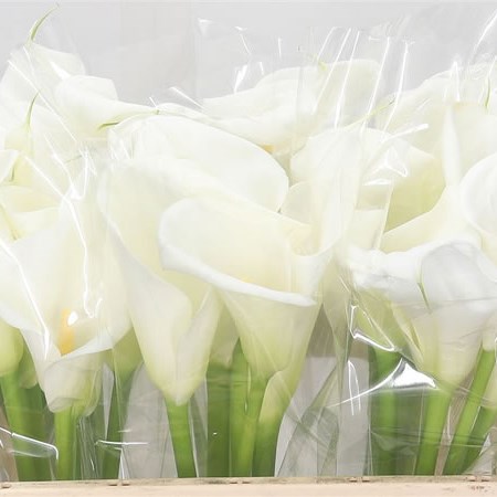 Calla Lily Innocence