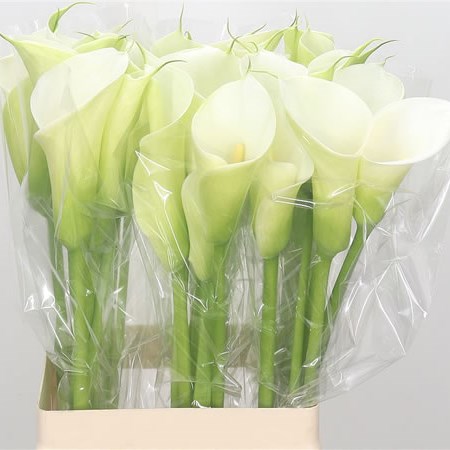 Calla Lily Innocence