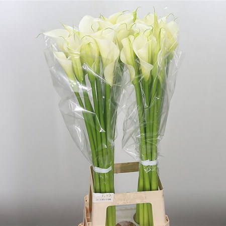 Calla Lily Innocence
