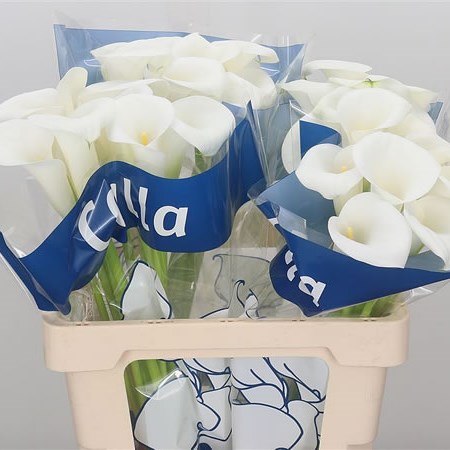 Calla Lily Ivory Art