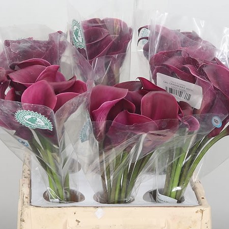 Calla Lily Majestic Red