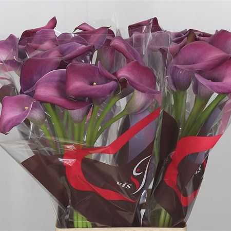 Calla Lily Majestic Red