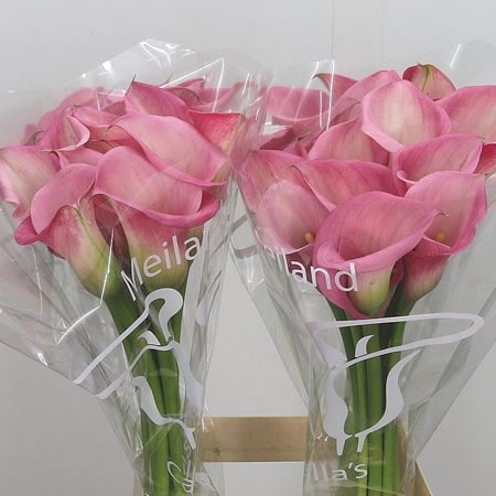 Calla Lily Mi Amore