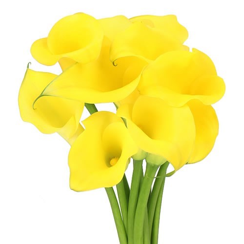 Calla Lily Monte Carlo