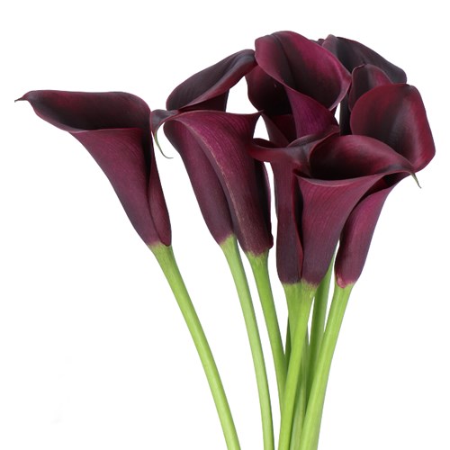 Calla Lily Odessa
