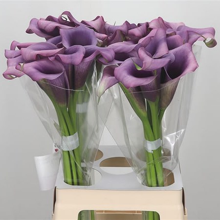 Calla Lily Paco 65cm | Wholesale Dutch Flowers & Florist Supplies UK