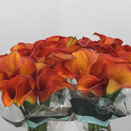 Calla Lily Passion
