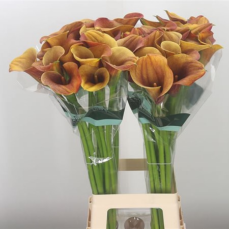 Calla Lily Passion