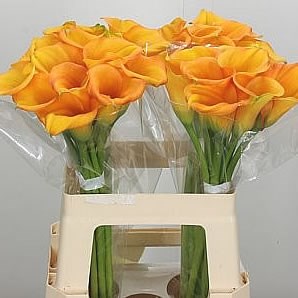 Calla Lily Passionfruit